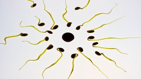 22 Novel Genes Linked to Male Infertility