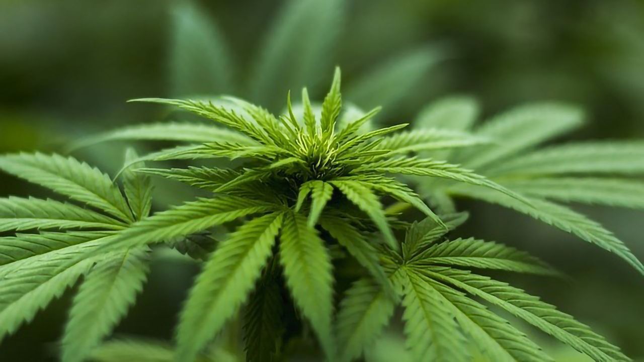 Earliest Clear Evidence of Cannabis Use