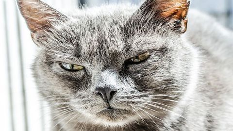 Is Your Cat Unfriendly? Don’t Take It Purrsonally, It Might Be Their Genetics