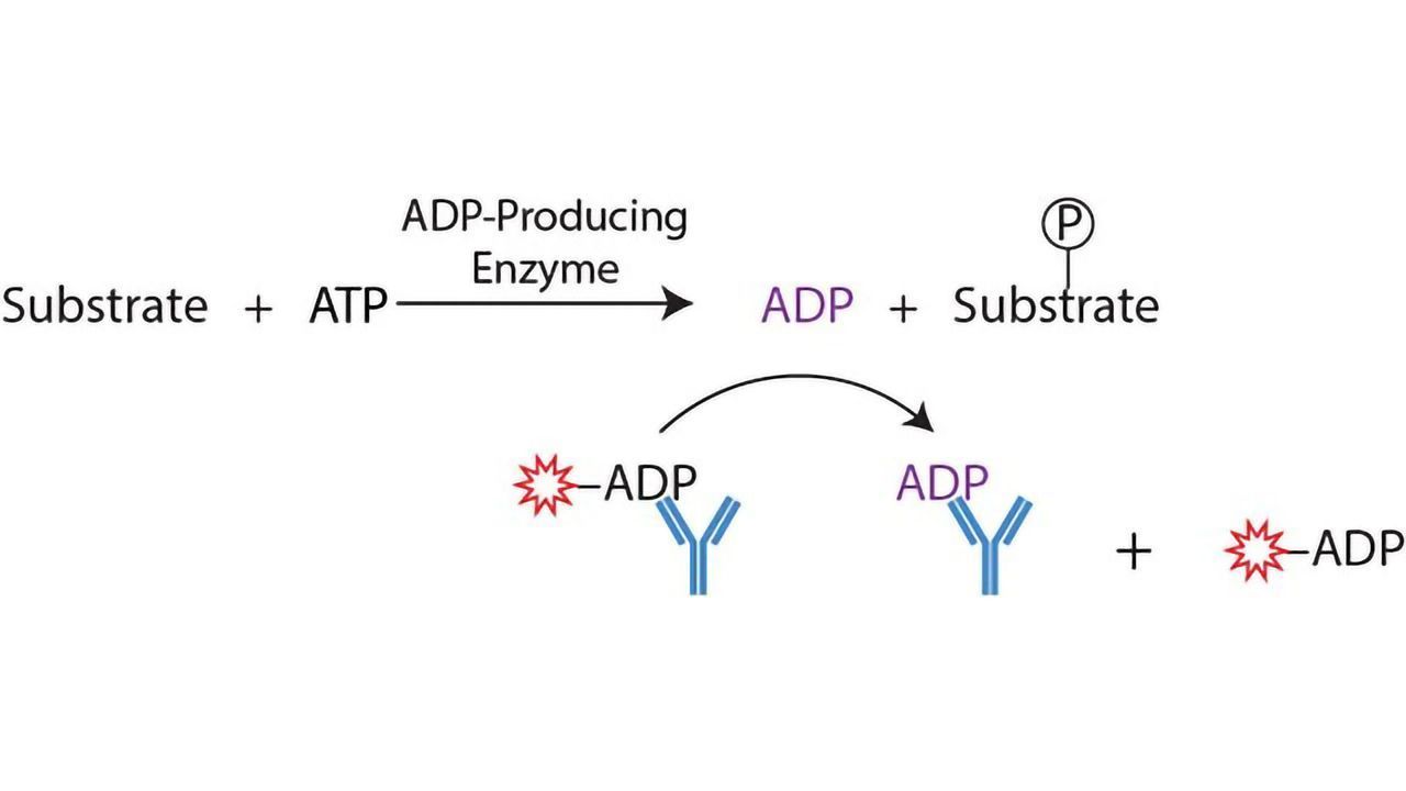 Transcreener ADP² Kinase Assay