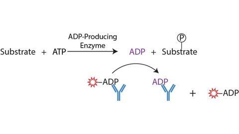 Transcreener ADP² Kinase Assay