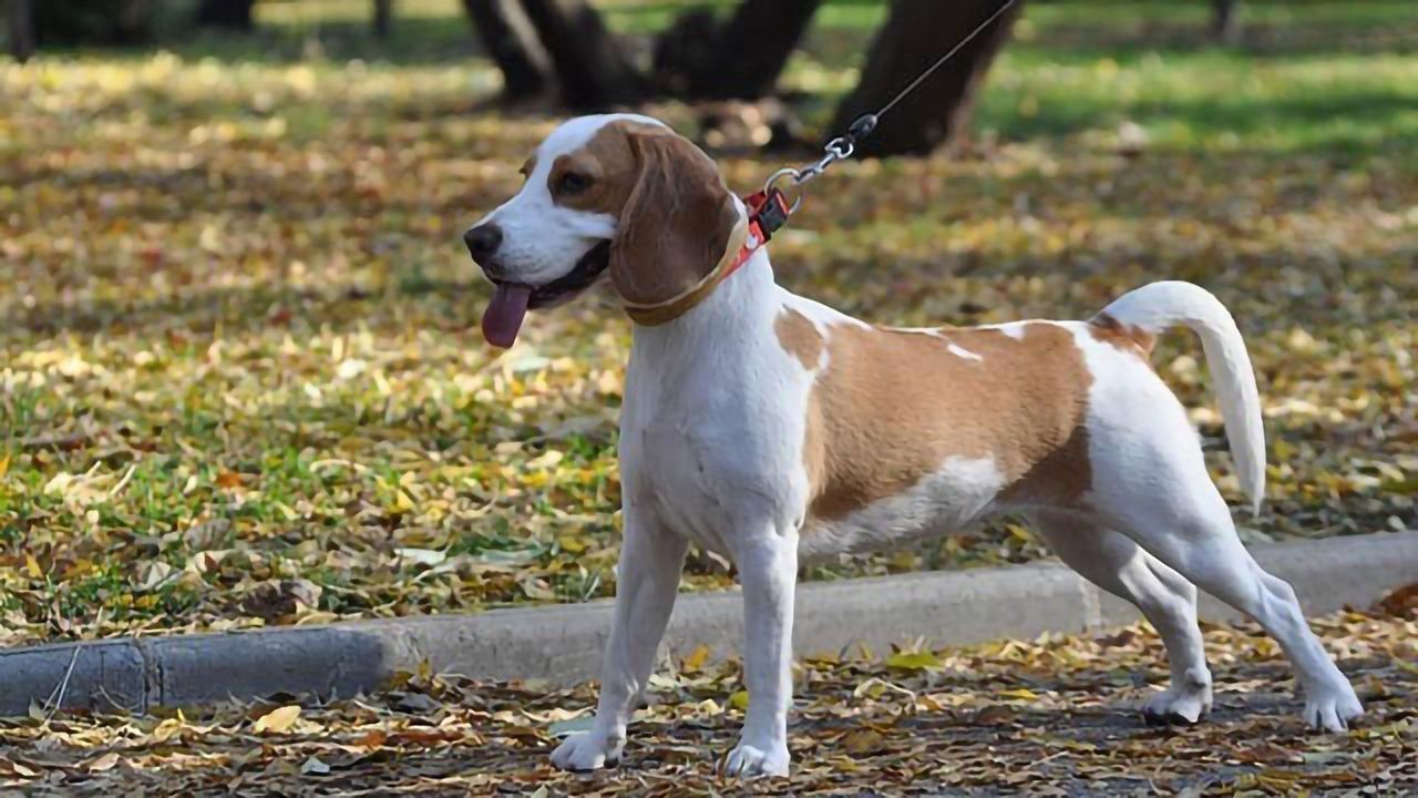 Cancer-sniffing Dogs Detect Lung Cancer With 97% Accuracy