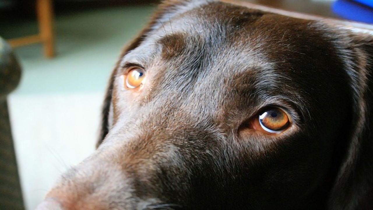 Powers of Persuasion: The Evolution of Puppy Dog Eyes