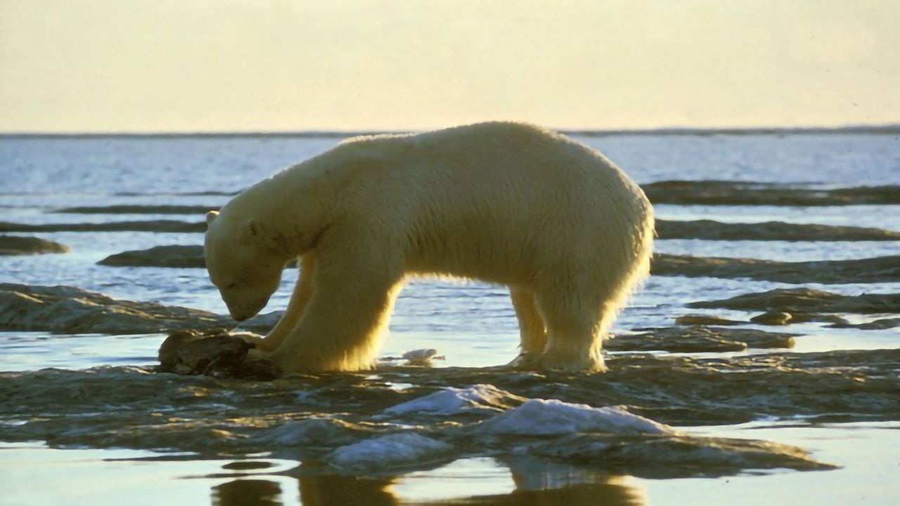How Did the Polar Bear Evolve From It’s Grizzly Relative?