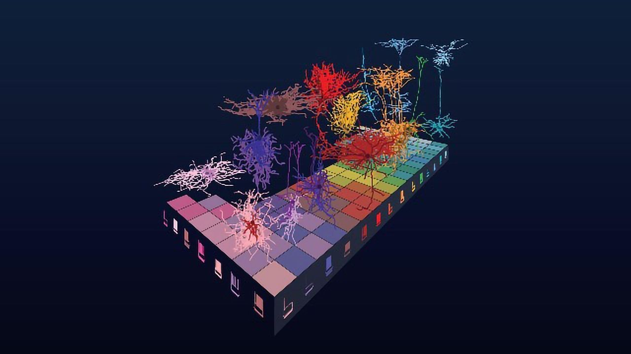 Neuron Study Investigates the "Periodic Table of the Brain"
