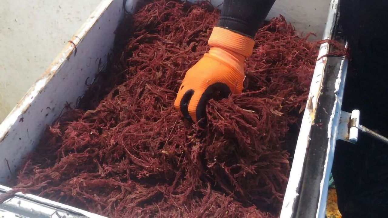 Livestock Methane Cut By Seaweed Feed Additives but Questions Remain