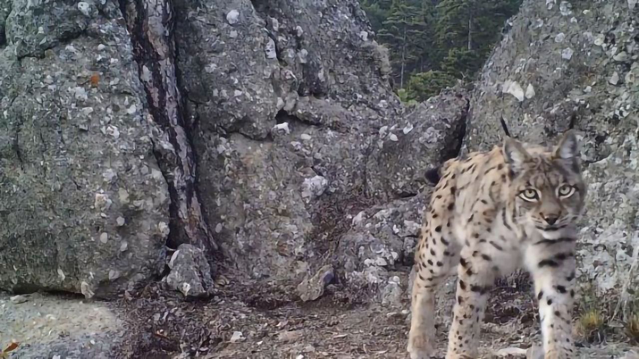 Insights Into Genetic Diversity of the Lynx
