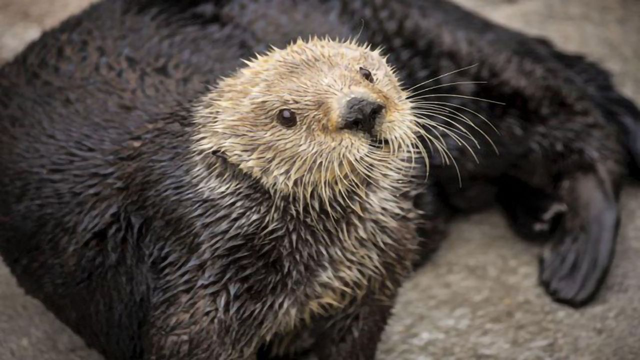 Low Genetic Diversity May Put Sea Otters at Risk