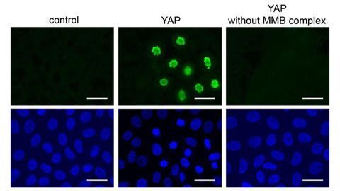 Targeting High-speed Cell Division in Cancer Cells