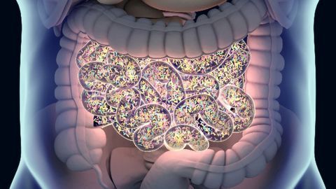 Babies' Temperament Linked to Their Gut Bacteria
