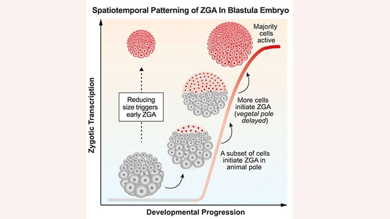 Size Matters for Genome Awakening in Embryos