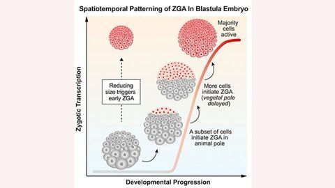 Size Matters for Genome Awakening in Embryos