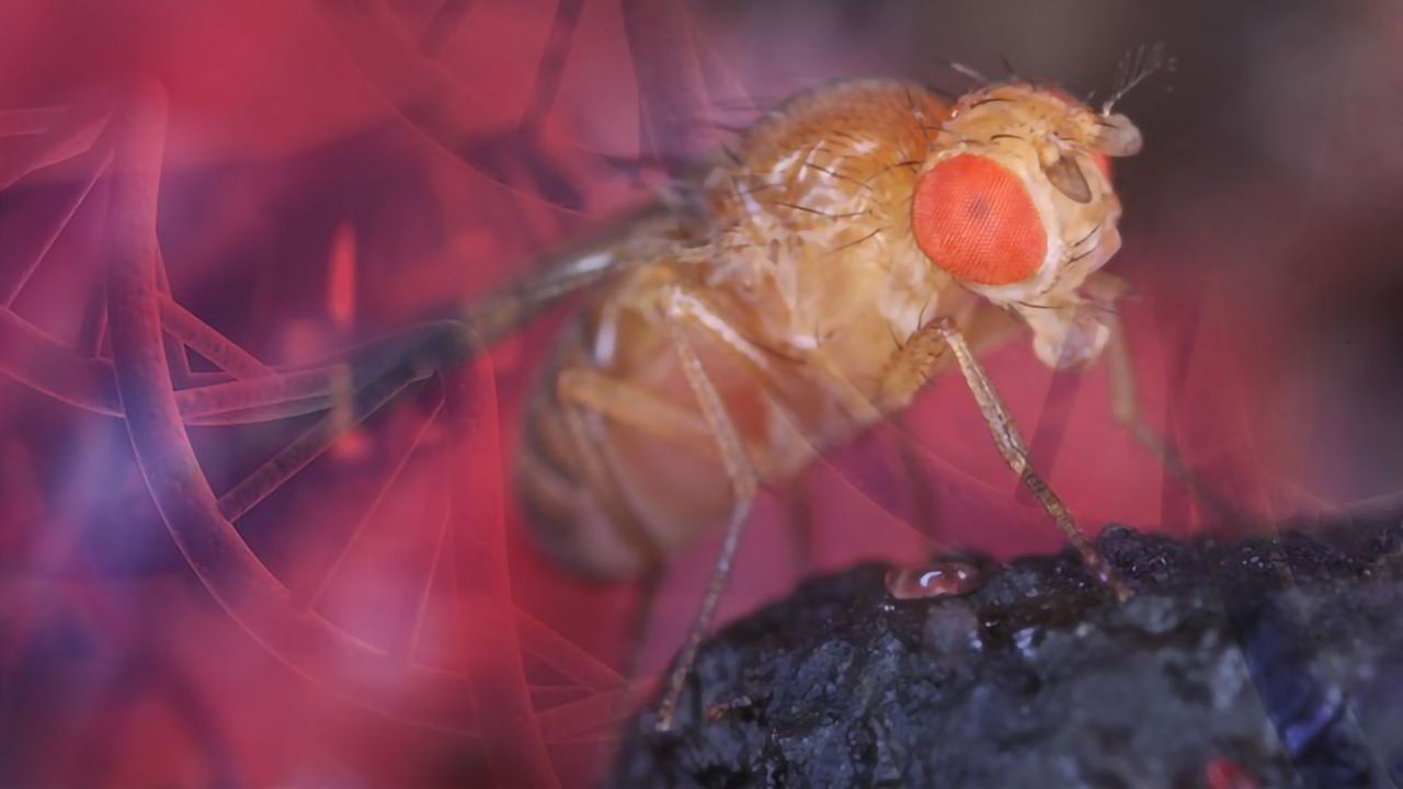 High Performance Drosophila ChIP Kits