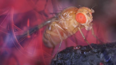 High Performance Drosophila ChIP Kits