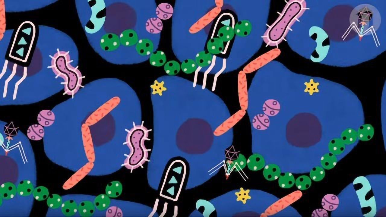 The Microbes That Live With Us From Cradle to Grave