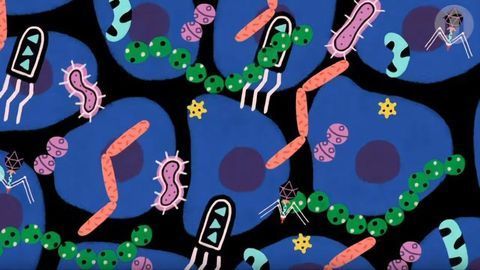 The Microbes That Live With Us From Cradle to Grave