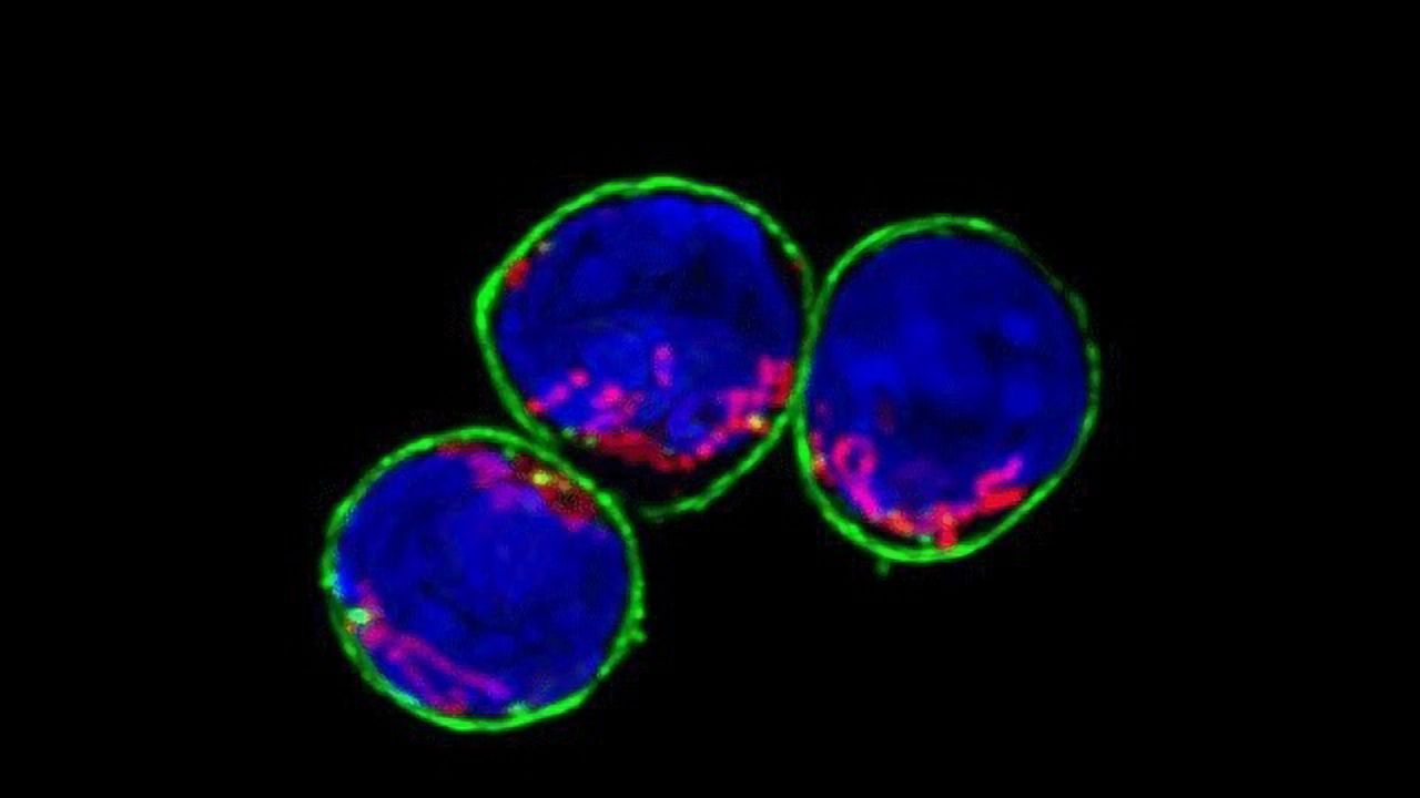 Chilled and Feisty Immune Cells Reside in the Gut