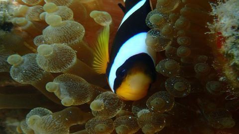 Finding “Nemo’s” Family Tree of Anemones