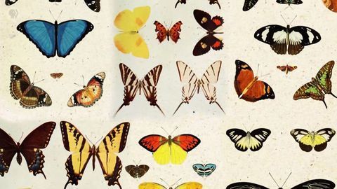The Art of Gene-editing Butterflies (Painting With CRISPR)