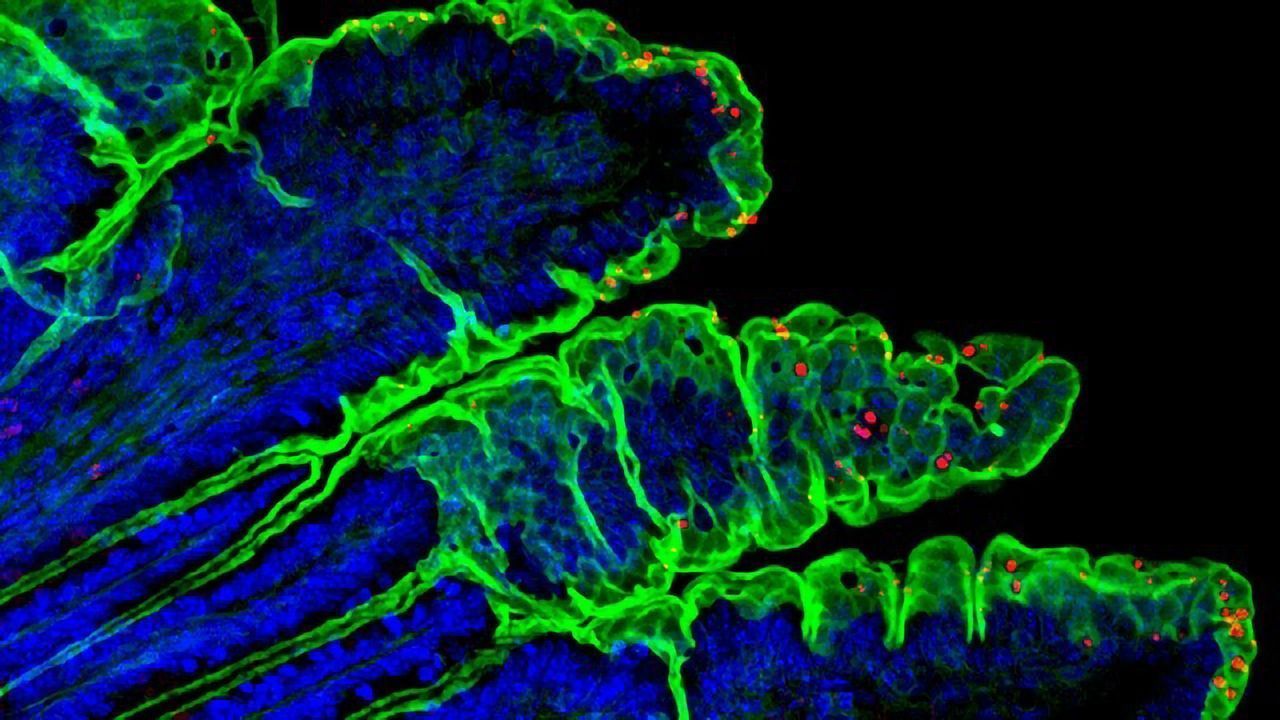Relieving the Bottleneck in Cryptosporidium Vaccine Development