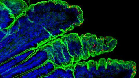 Relieving the Bottleneck in Cryptosporidium Vaccine Development