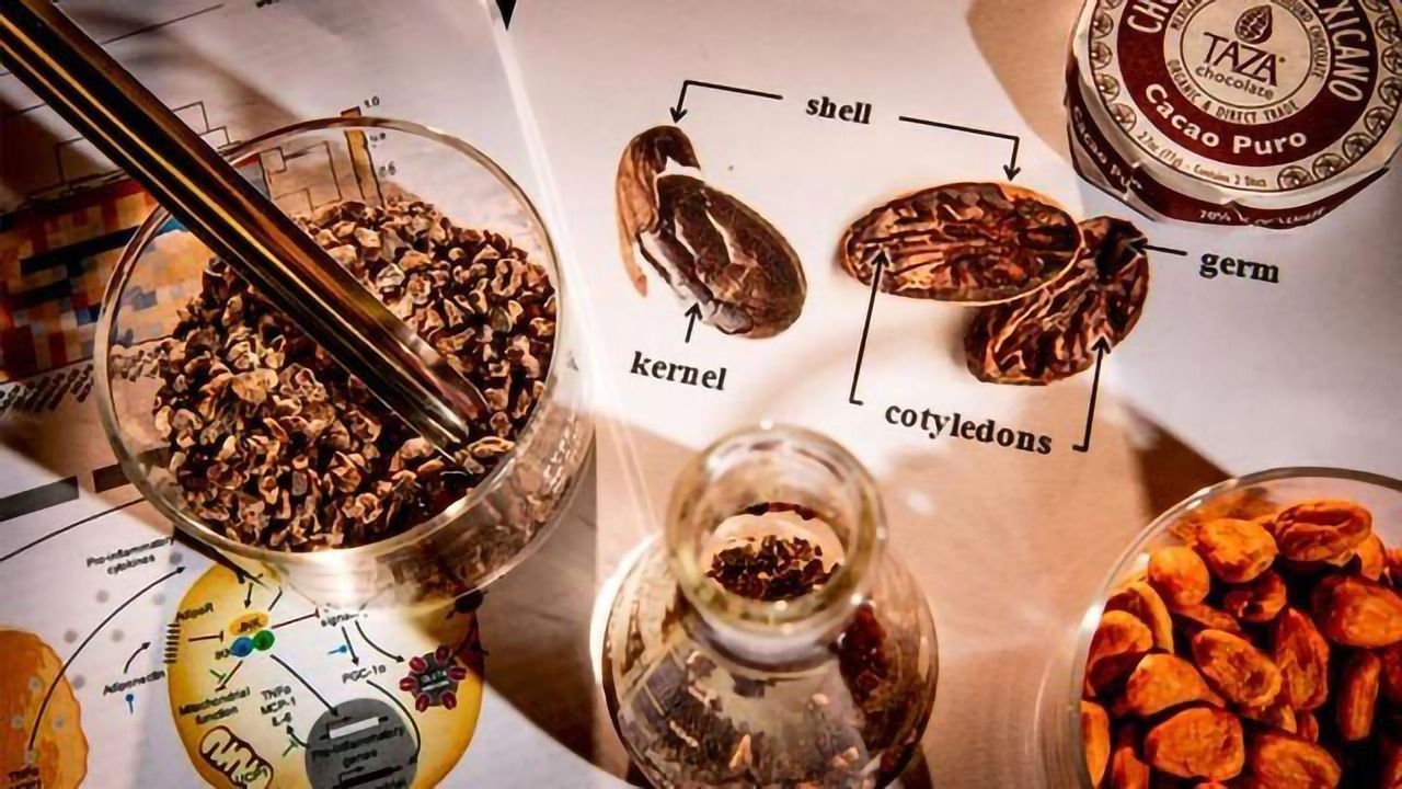 Compounds in Cocoa Bean Shells Fight Obesity in Mouse Model
