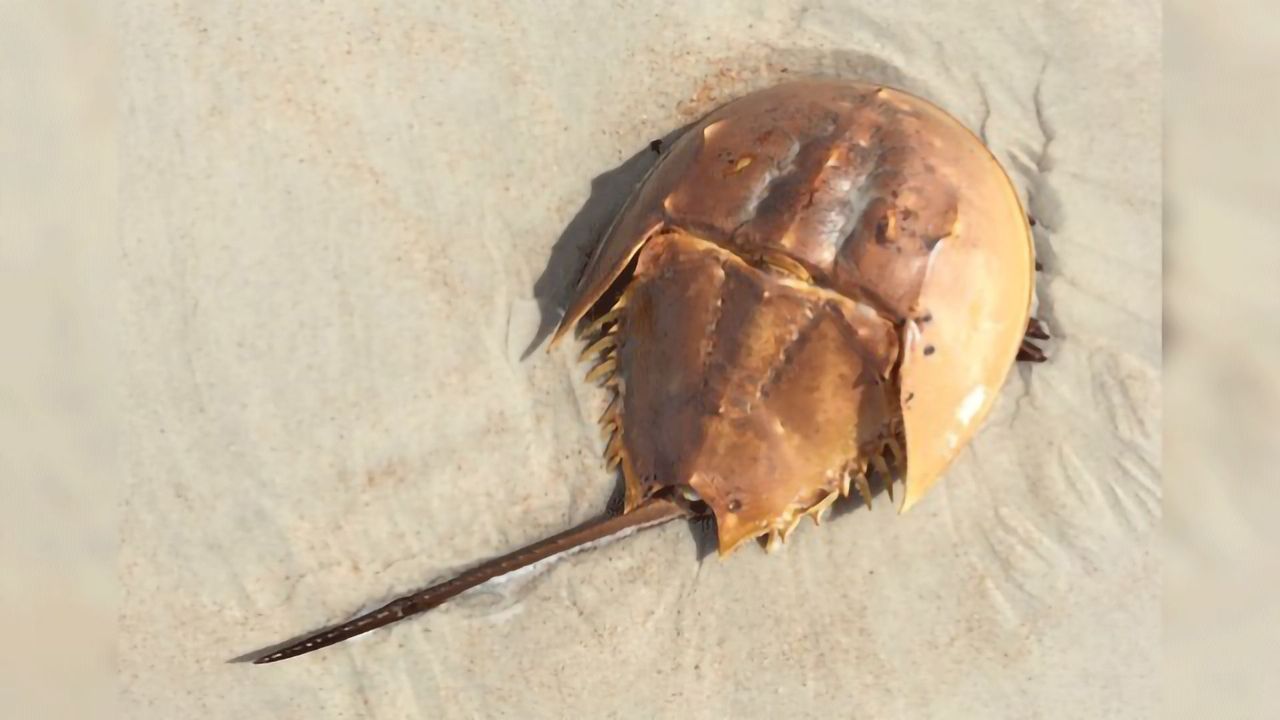 Biomedical Bleeding May Impact Horseshoe Crab Spawning Behavior