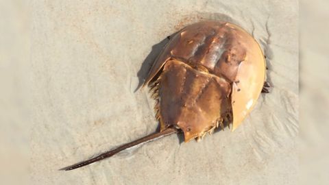 Biomedical Bleeding May Impact Horseshoe Crab Spawning Behavior