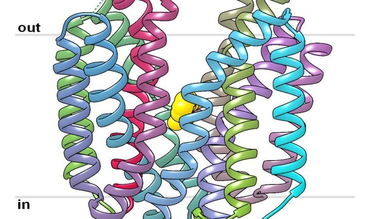Cancer Control: Researchers Solve the Structure of Important Transport Protein