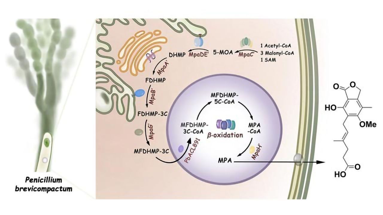 Mystery Solved: Immunosuppressive Drug's Biosynthesis Revealed
