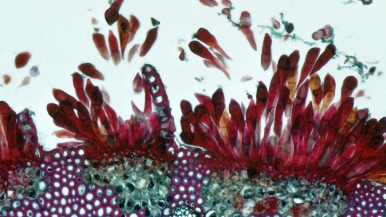 Wheat Rust