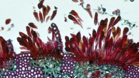 Wheat Rust