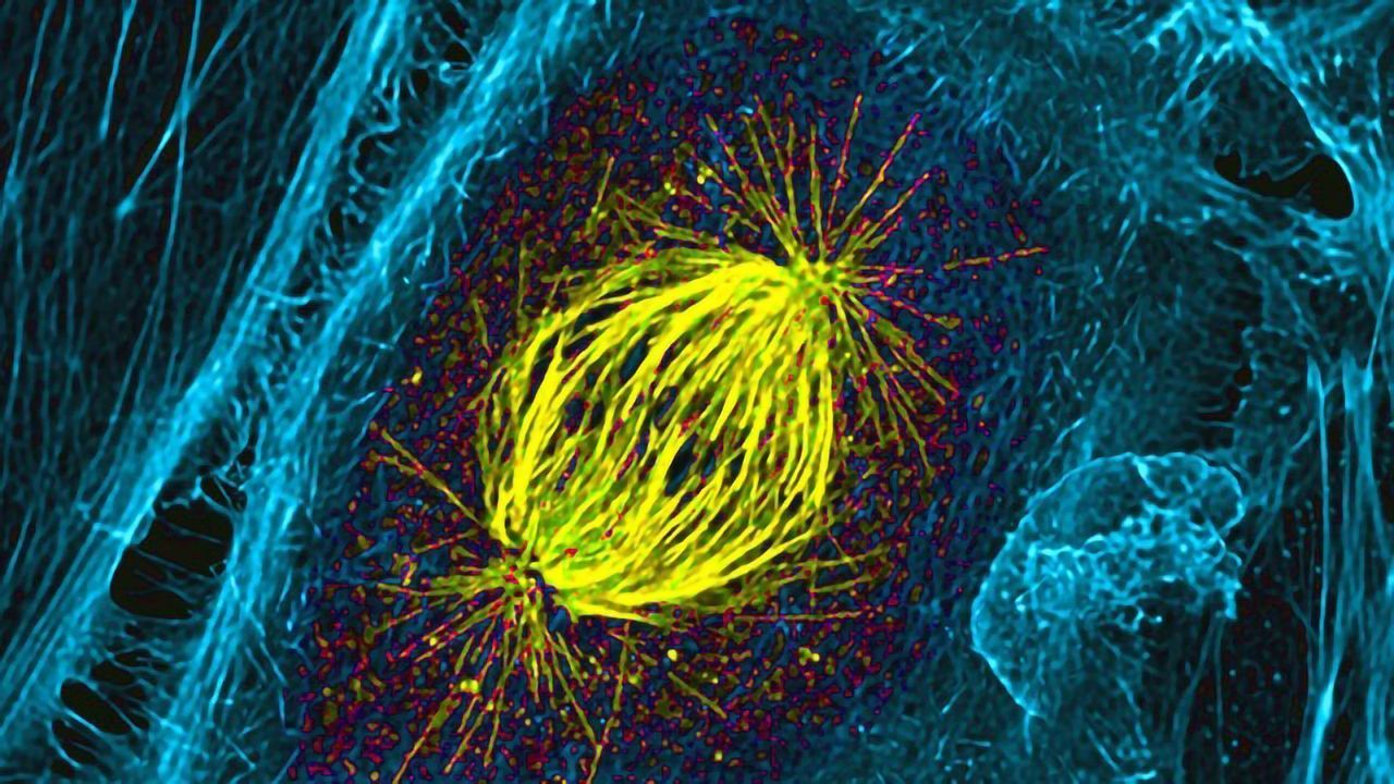 Mitotic Spindle in a Dividing Cell