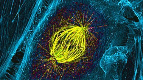 Mitotic Spindle in a Dividing Cell