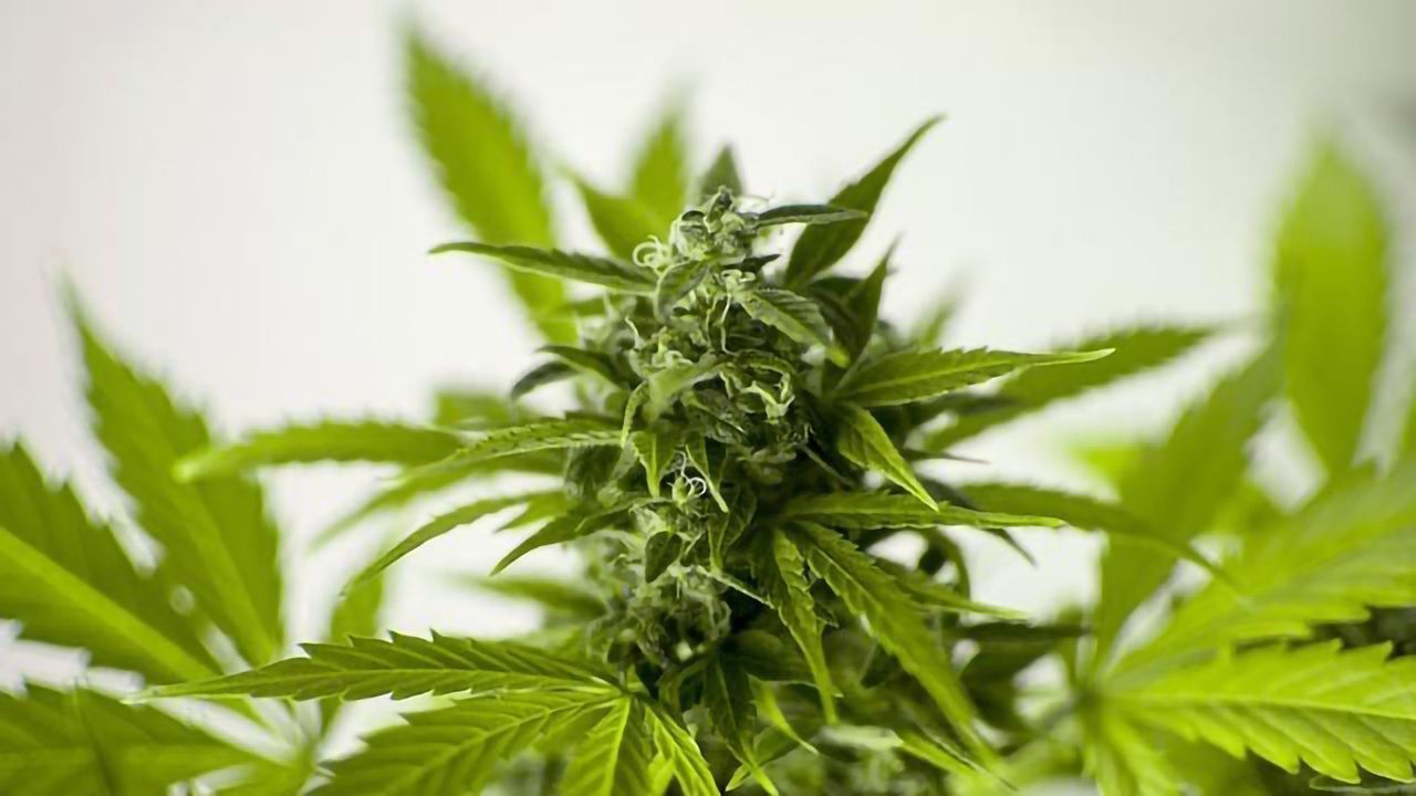 Cannabidiol Holds Promise as Powerful Antibiotic