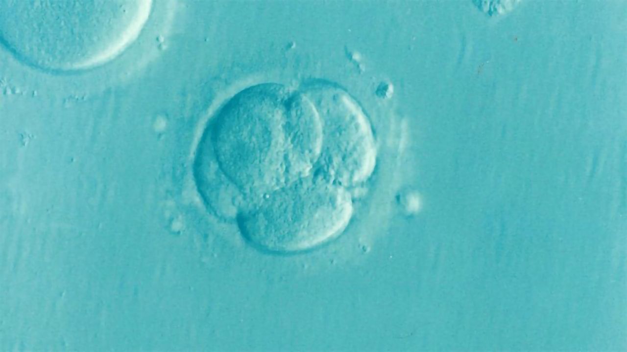 Protein Stability Influences Stem Cell State