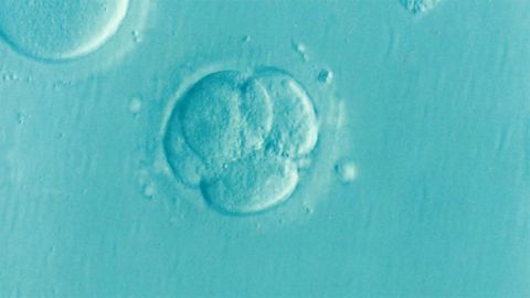 Protein Stability Influences Stem Cell State