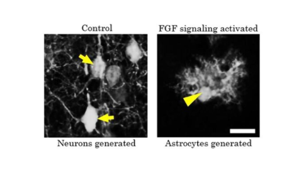 On the Origin of Astrocytes
