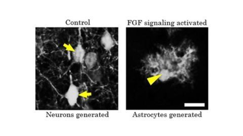 On the Origin of Astrocytes