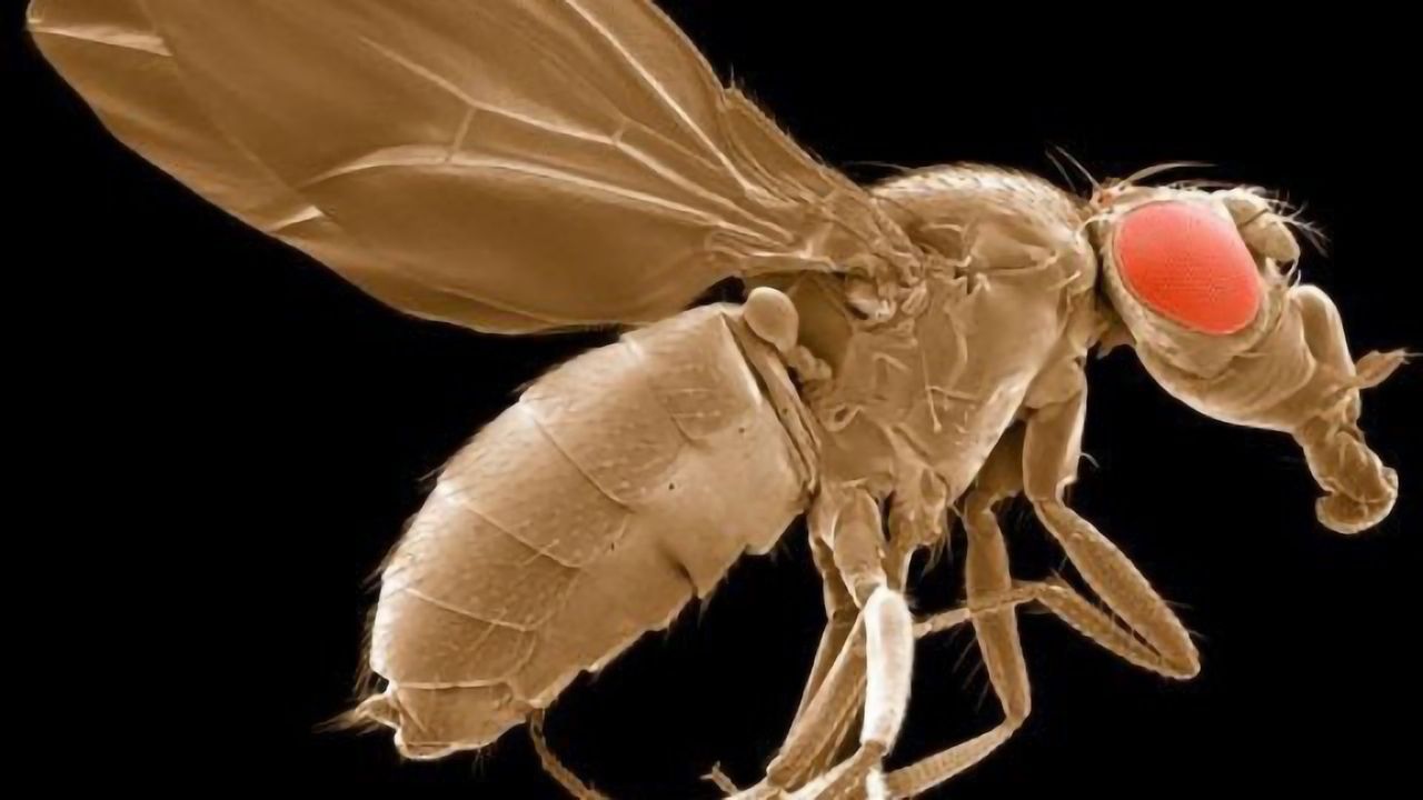 The Spectacular World of Model Organisms
