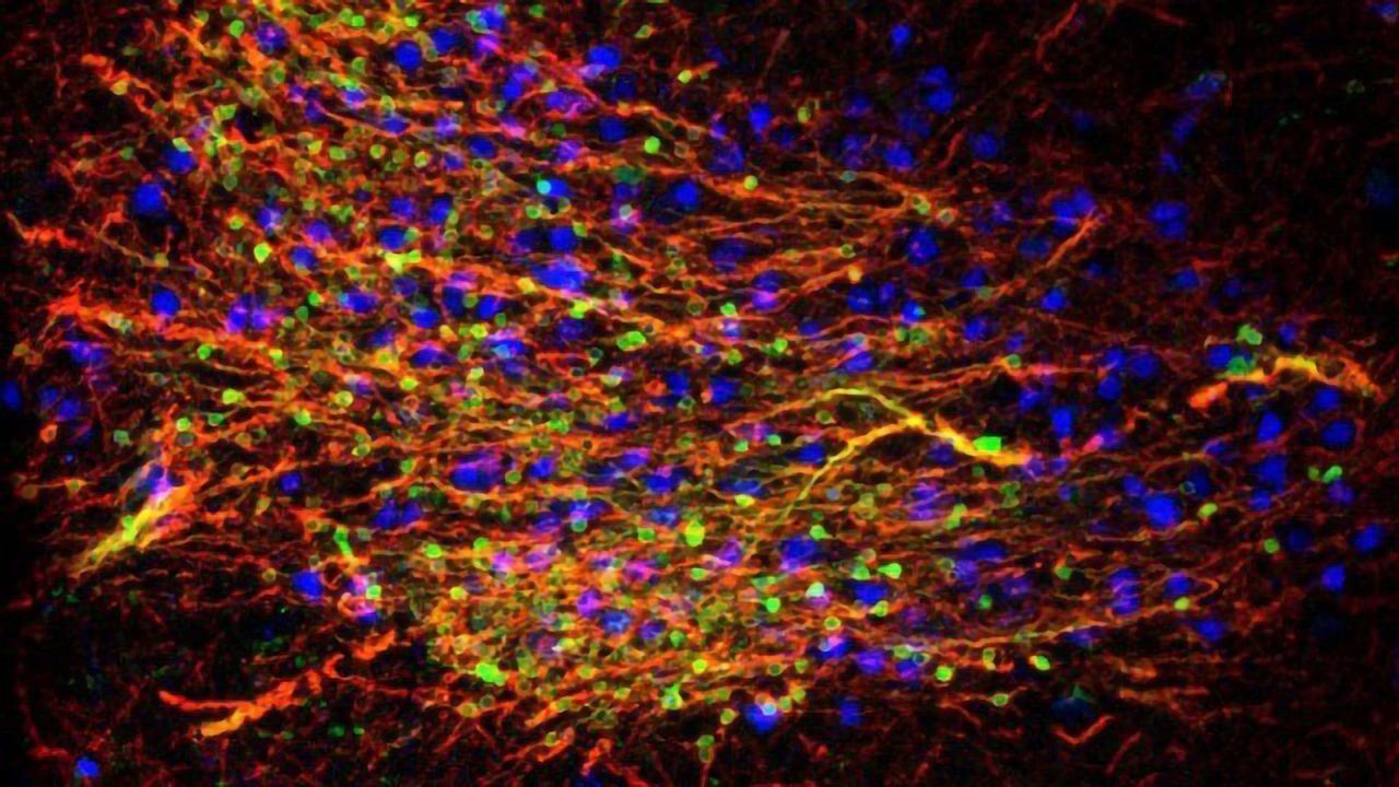 "Peter Pan" Neurons Stay Young Through Life