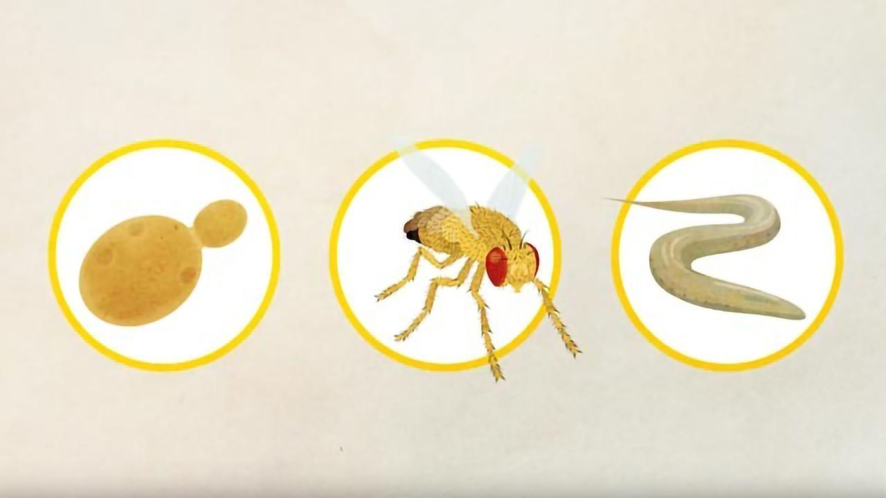 Why Do Scientists Use Model Organisms?
