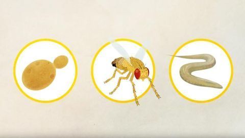 Why Do Scientists Use Model Organisms?