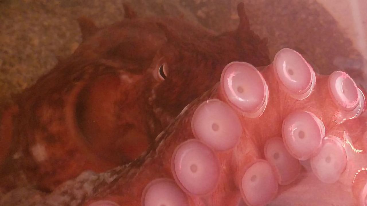 How Octopus Arms Make Decisions