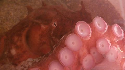 How Octopus Arms Make Decisions