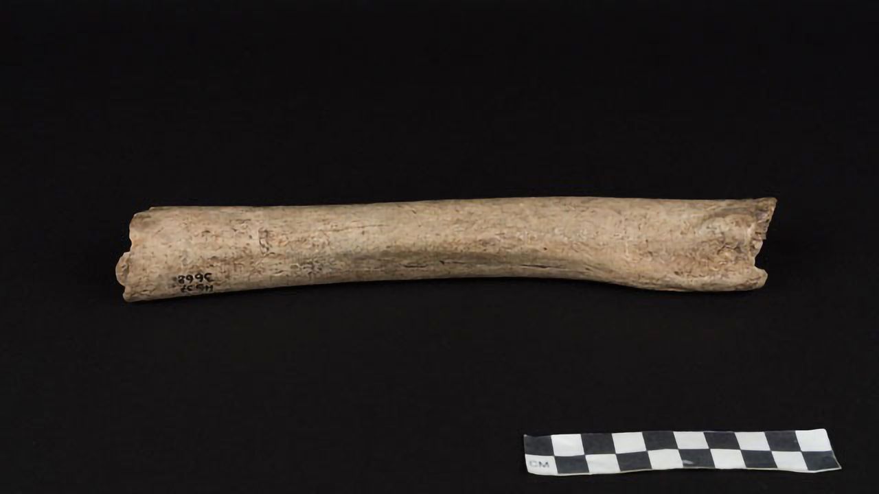 The Ancient History of Neandertals in Europe