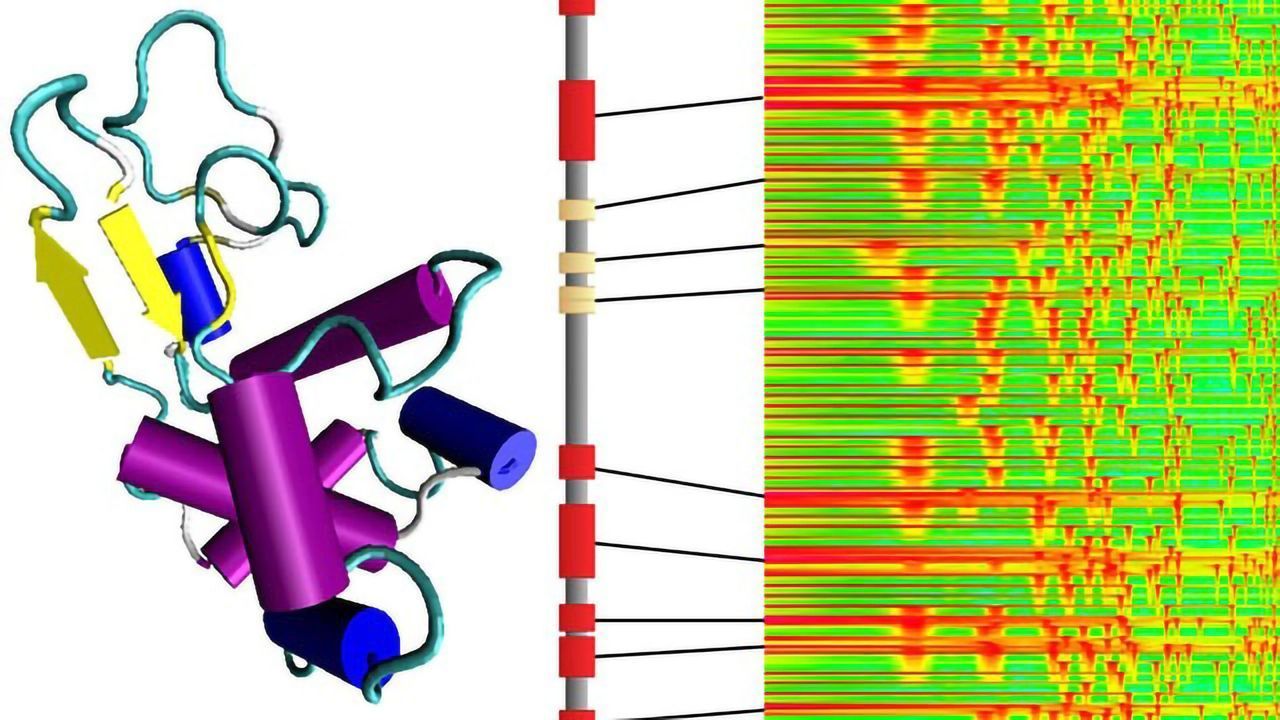 Translating Proteins into Music, and Back
