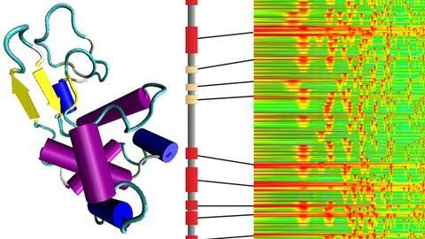 Translating Proteins into Music, and Back