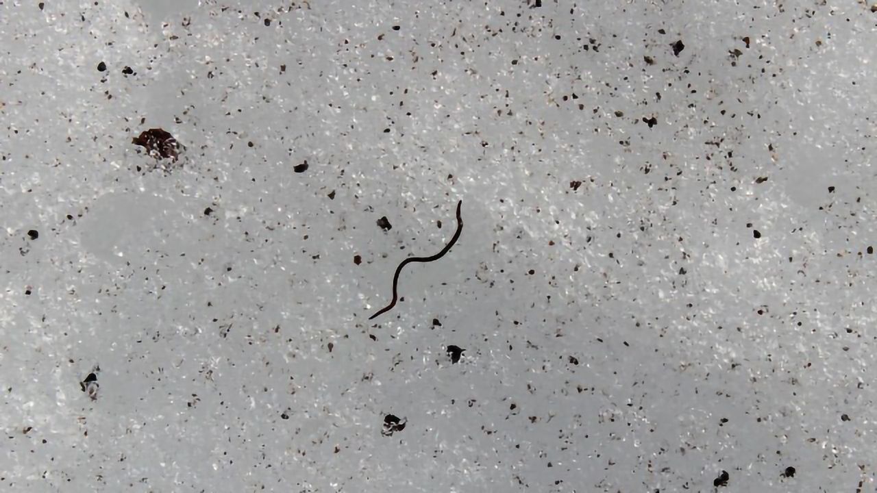 Unraveling the Genetic Secrets of the Glacier Ice Worm