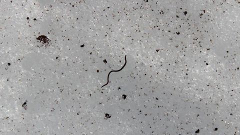 Unraveling the Genetic Secrets of the Glacier Ice Worm